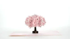 Women Lovepop Greeting Cards|Birthday|Cherry Blossom Pop-Up Card