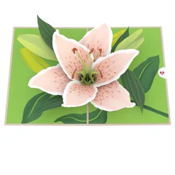 Lovepop Value Packs|Mother'S Day 5/11|Mother's Day in Bloom 5-Pack
