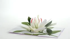 Lovepop Greeting Cards|Sympathy|Sympathy Lily Pop-Up Card